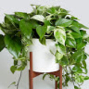 Meet your Posher, Andrée-anne